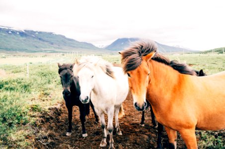 Iceland Horses photo