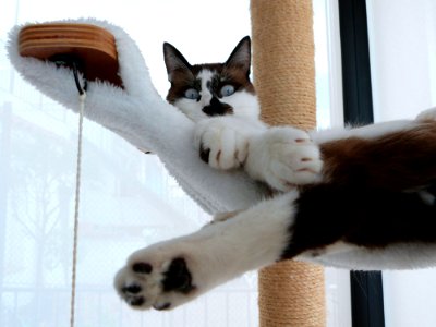 Mister Toe Beans