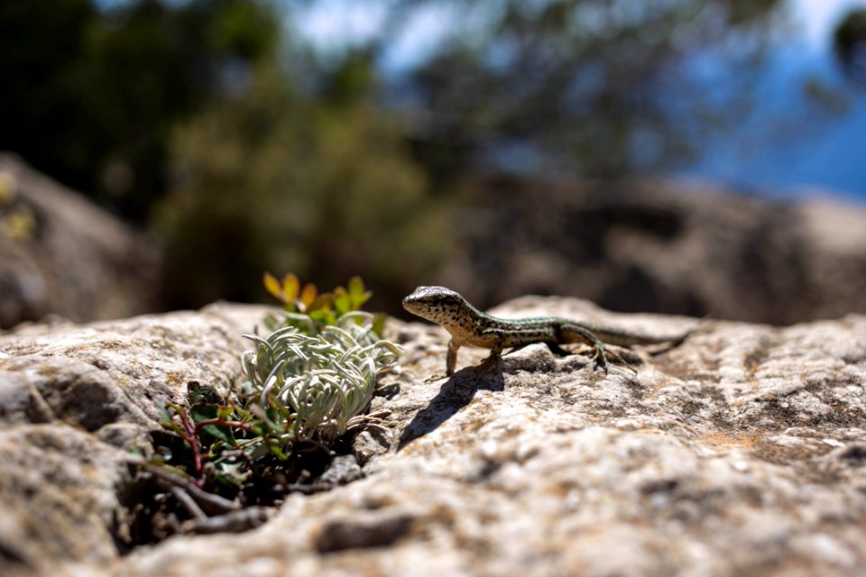 Small Lizard In Sunshine