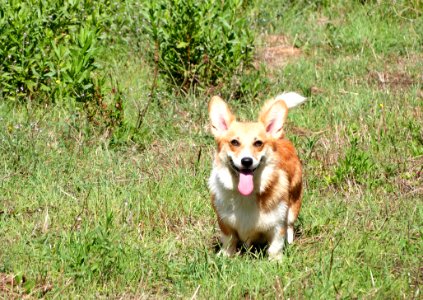 One Very Happy Corgi photo