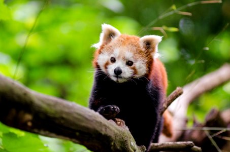 Red Panda