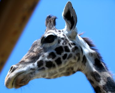 Giraffe Head photo