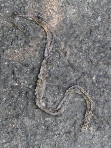 Road Surface Asphalt Grey Scaled Reptile