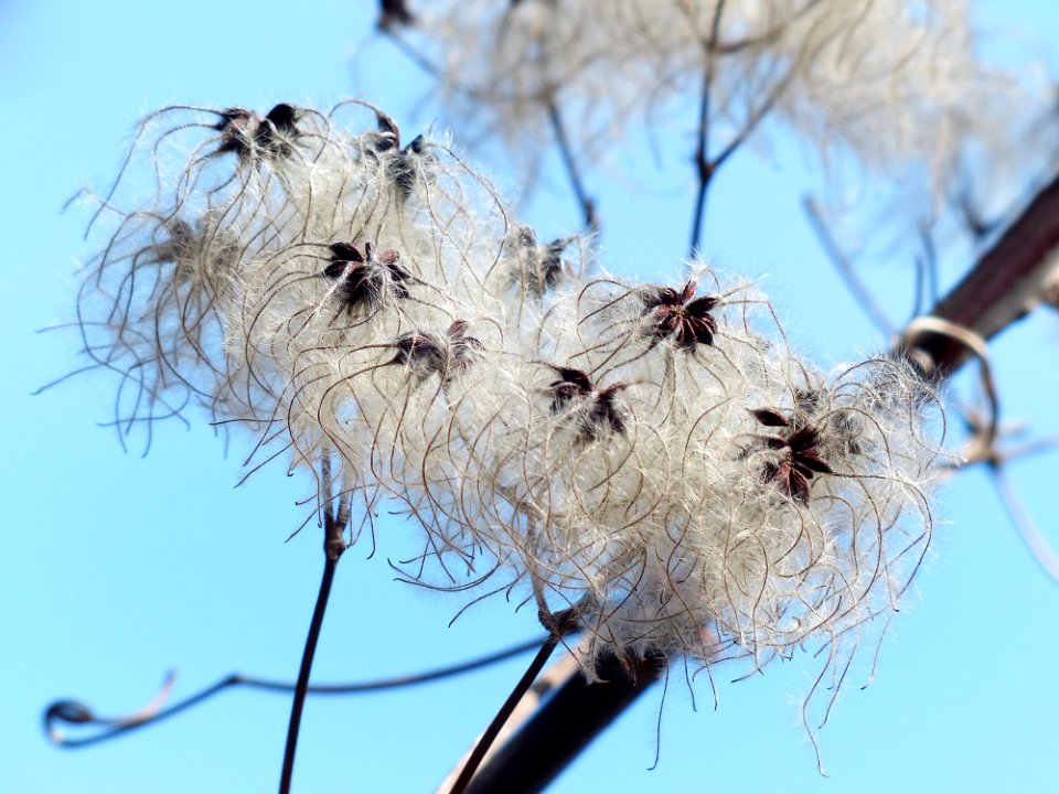 White Shred Petal Flower Under Brights During Daytime