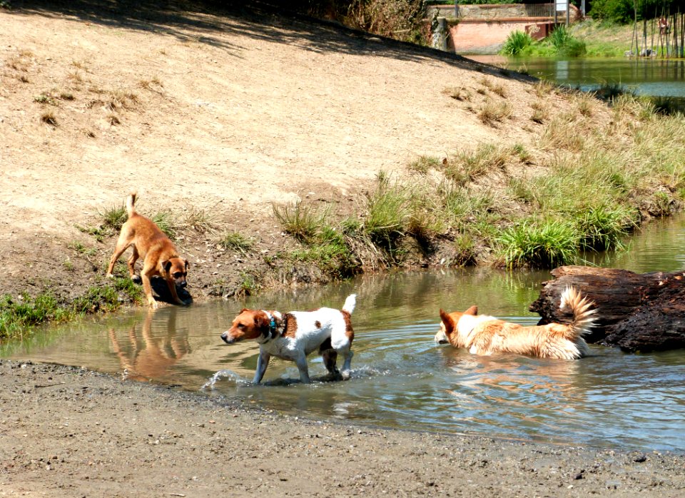 Pool Party With Friends