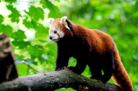 Red Panda