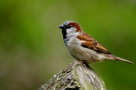 House Sparrow
