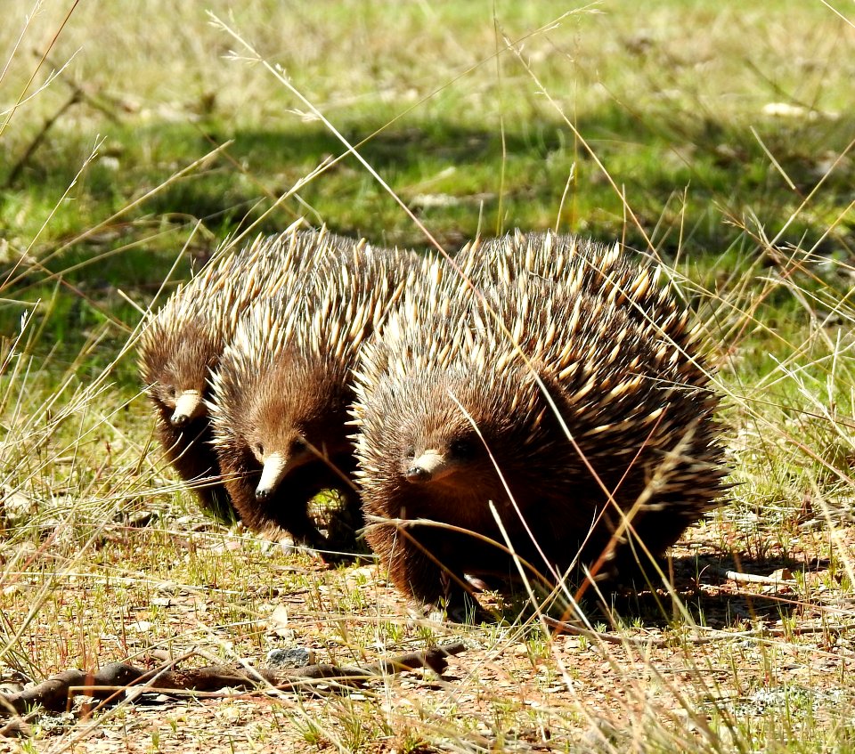 Echidnas On The March