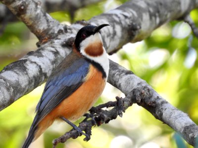 Eastern Spinebill