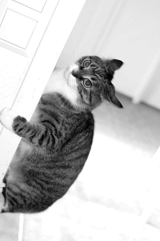 Felis Bubo Bubo