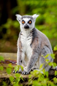 201600501NaturzooRheine-245