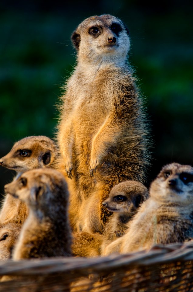 Meerkat