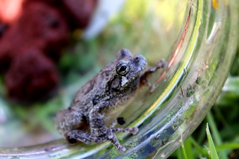 Frog 3