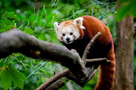 Red Panda