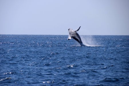 Jumping Whale