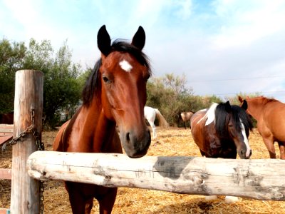 Saying Hi To The Horses
