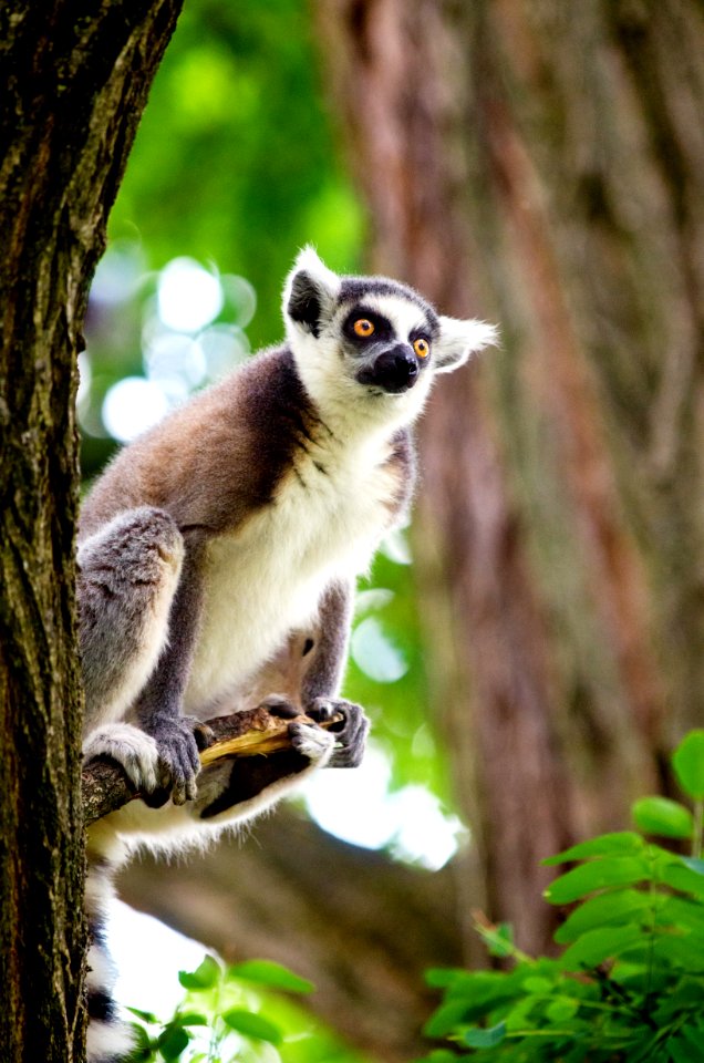 Rin-Tailed Lemur