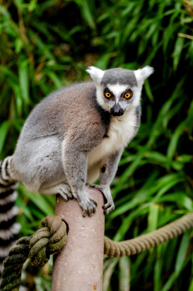 Ring-Tailed Lemur