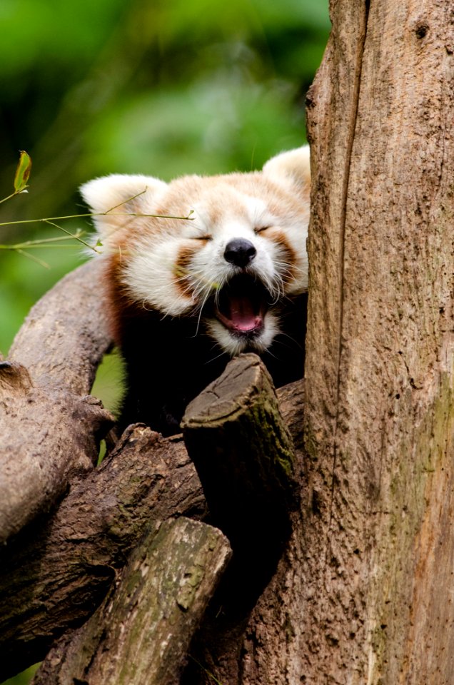 Red Panda