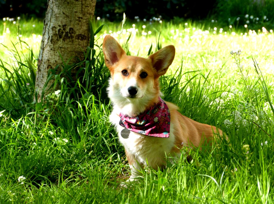 Sun Enjoying Spring