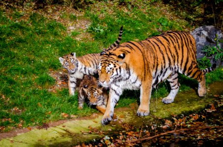 Siberian Tiger Family photo