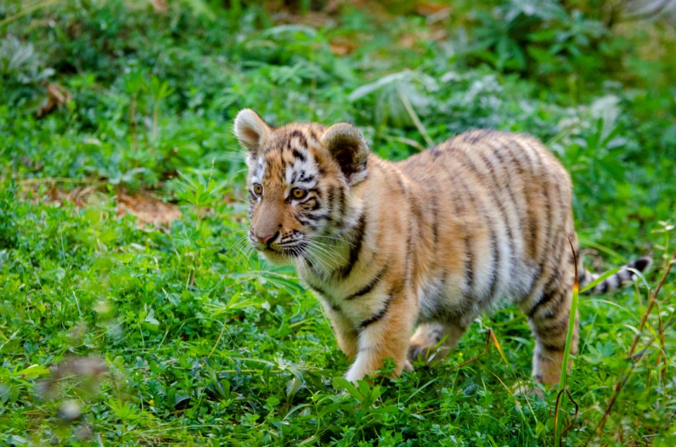 Siberian Tiger Cub