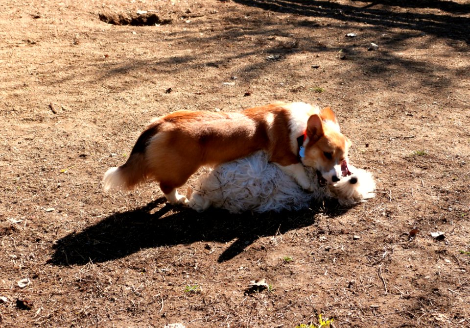 Puppy Fun photo