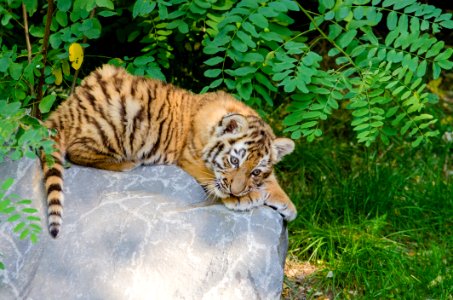 Tired Tiger Cub photo