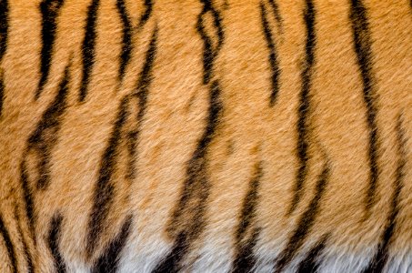 Tiger Stripes photo
