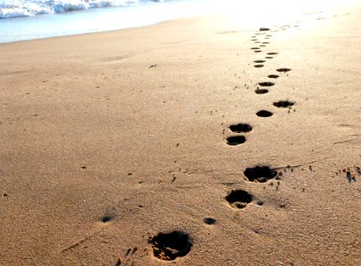 Doggy Paws In The Sand