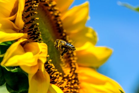 Bee On Sunflower