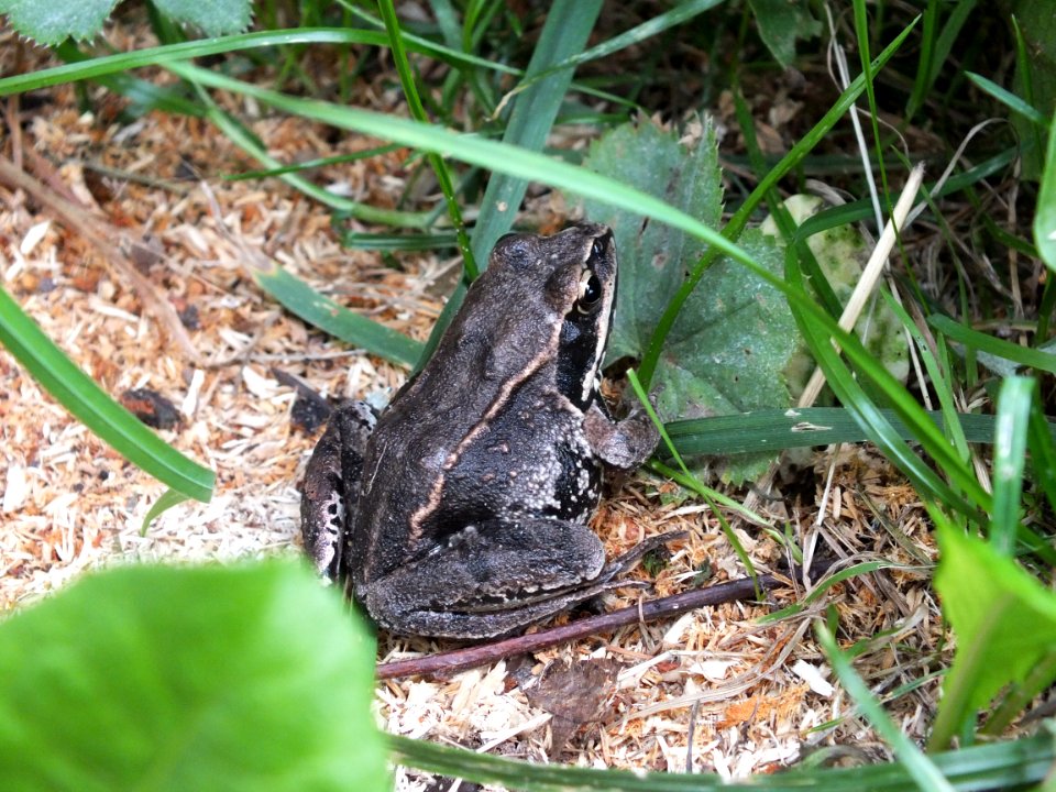 Frog Plant True Frog Toad