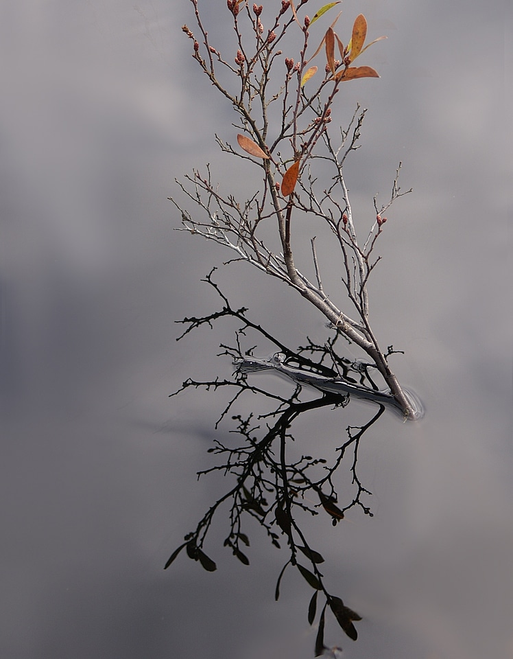 Autumn sweden plant