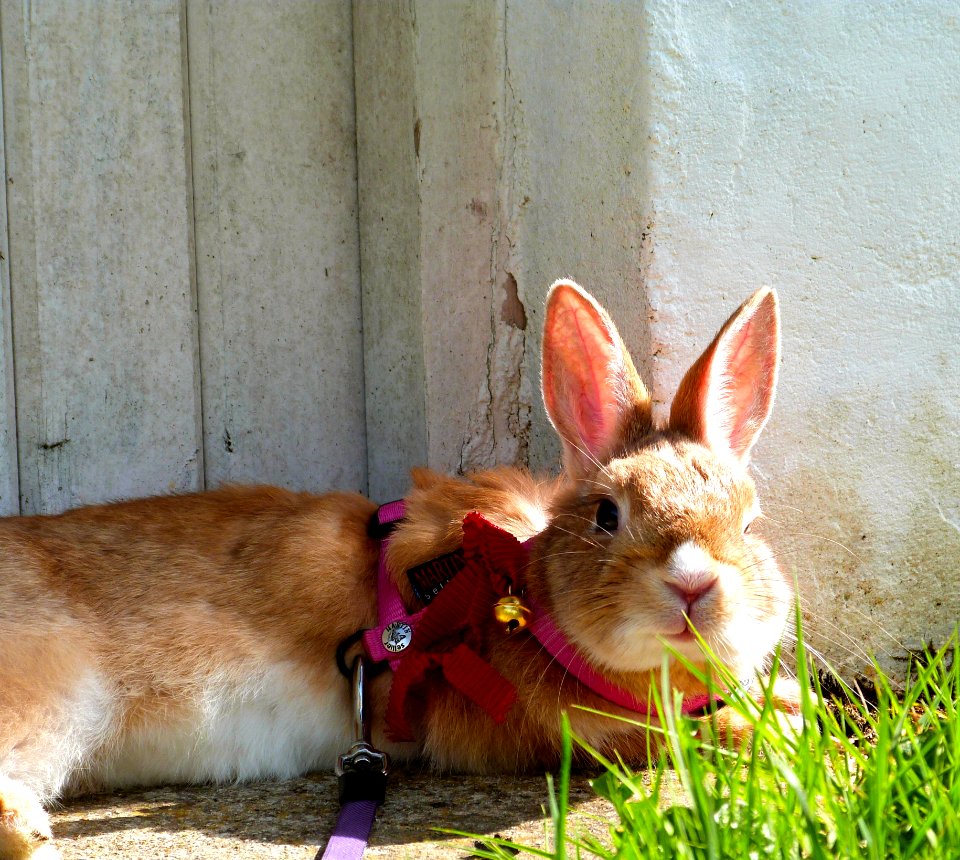 Kirby In The Garden