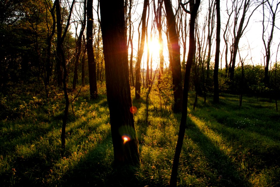 Sun Shining Through Trees In Forest