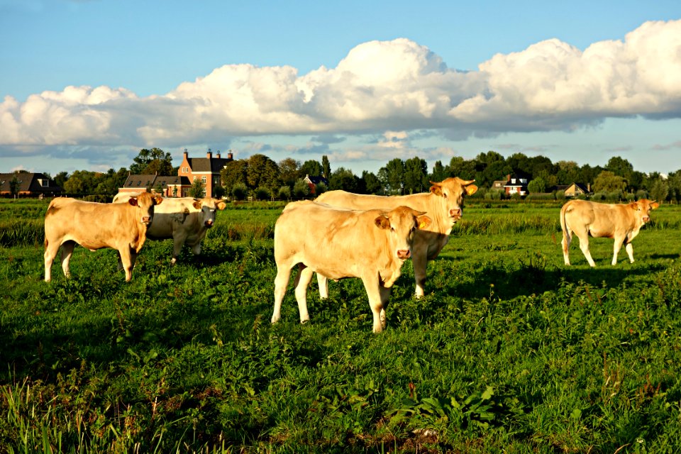 PUBLIC DOMAIN DEDICATION - Pixabay - Pexels Digionbew 17 29-08-16 Cows Looking At The Photog LOW RES DSC01106