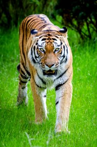 Siberian Tiger photo