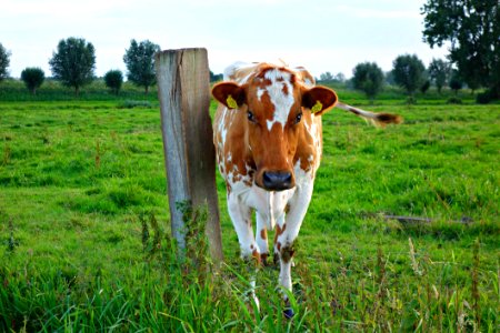 PUBLIC DOMAIN DEDICATION - Pixabay-Pexels Digionbew 14 04-08-16 Cow At Post Standing And Staring LOW RESDSC07929 photo