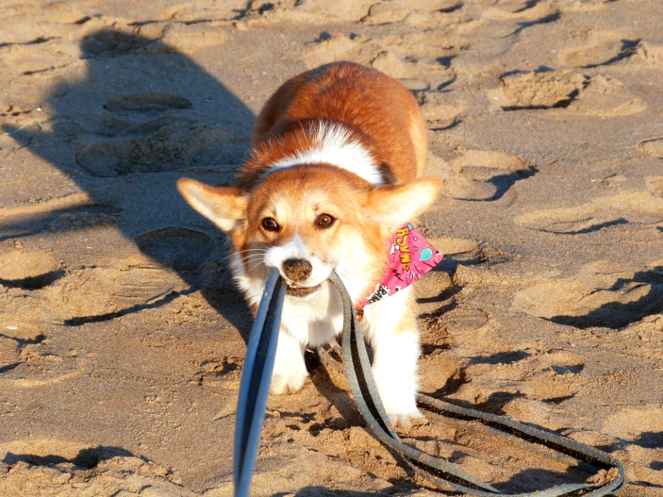Doggy Fun At The Beach
