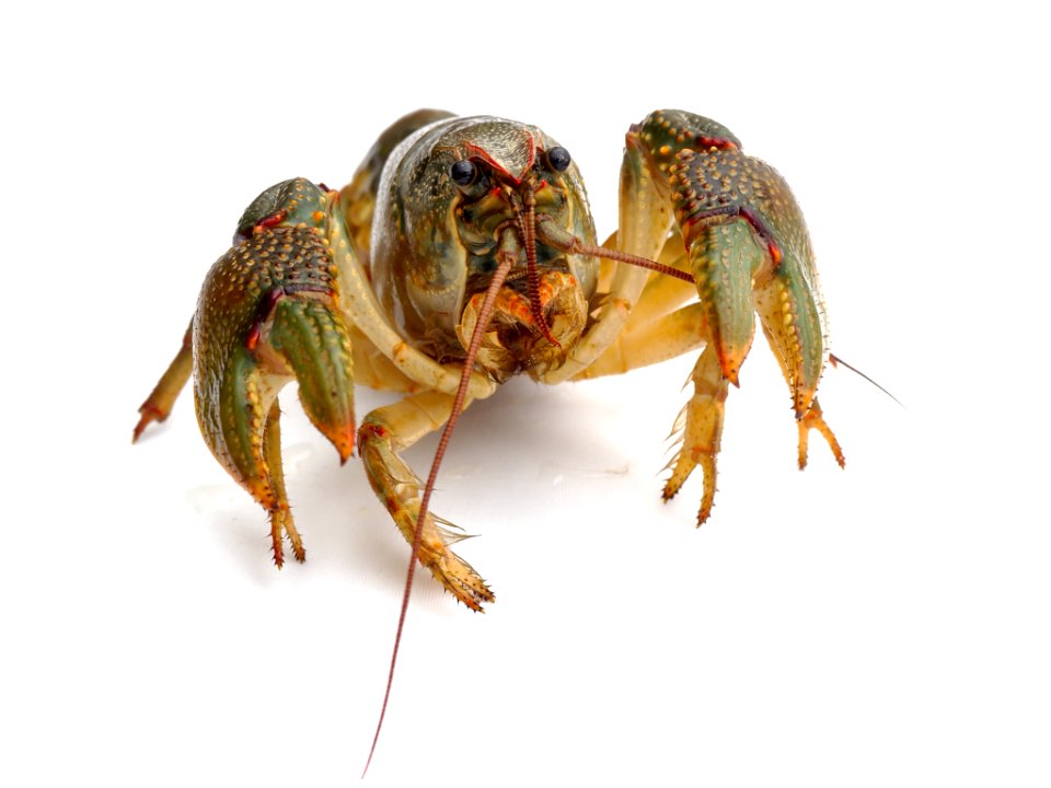 Arthropod Pest Insect Terrestrial Animal