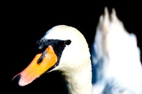 Swan Headshot