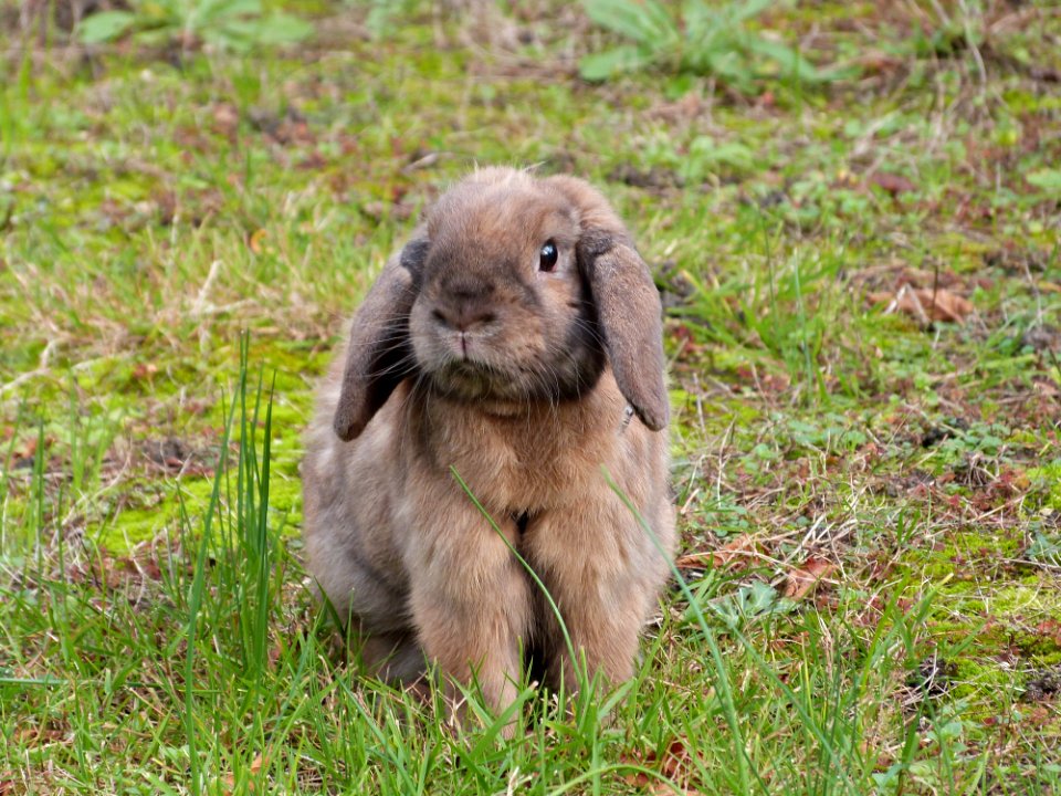 Chewy In My Garden