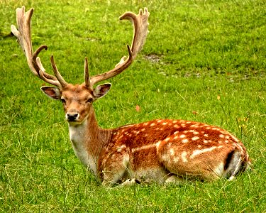 Deer With Antlers