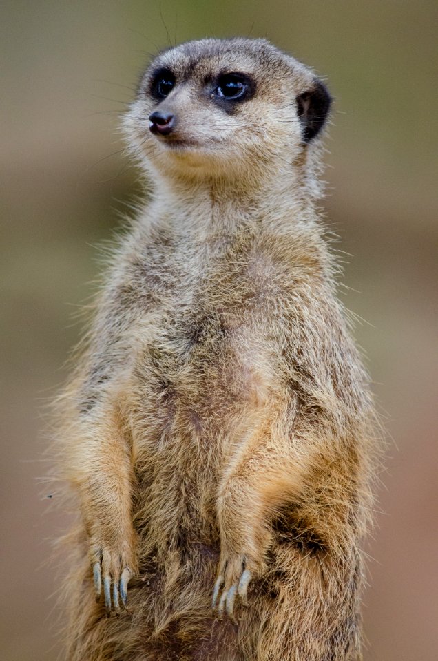 Meerkat