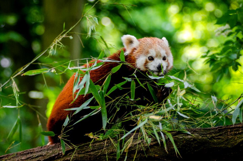 Red Panda