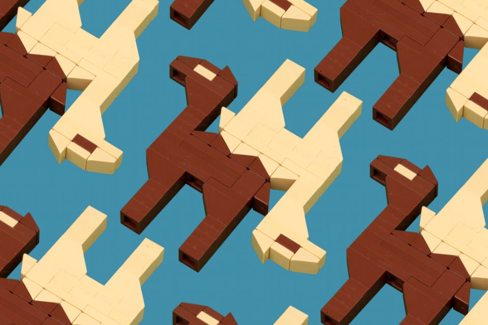 Complementary Camels