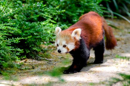 Red Panda