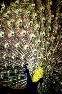 Peacock photo