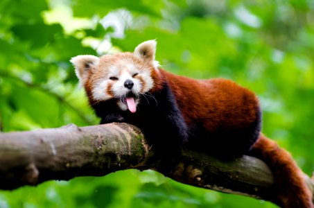 Red Panda