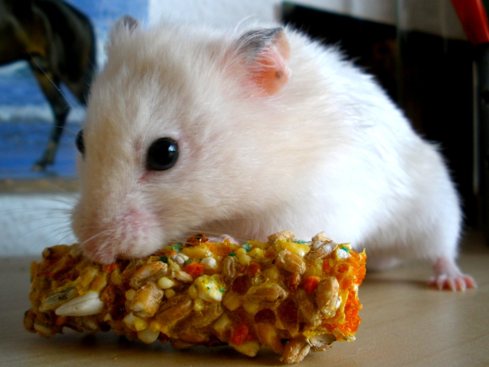 Enjoying A Colorful Treat